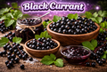 Black Currant