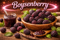 Boysenberry
