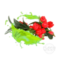 Wintergreen (OS)
